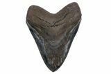 Serrated, Fossil Megalodon Tooth - Giant SC River Meg #357370-1